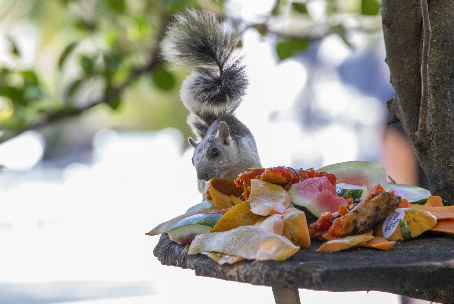 Variegated Squirrel, Liberia, Costa Rica